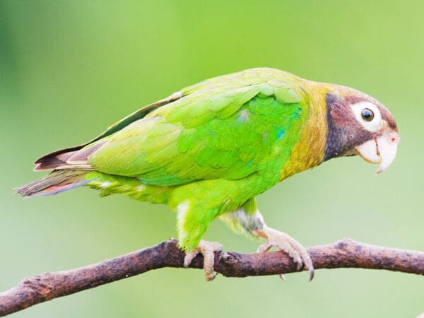 A wild Brown-hooded Parrot perches on a branch
