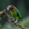 A wild Brown-hooded Parrot perches on a vegetation-covered branch