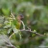 A wild Brown-throated Conure perches in a tree