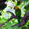 A wild Brown-throated Conure perches on a limb