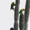Wild Brown-throated Conures cling to cacti