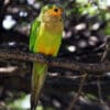 A wild Brown-throated Conure perches on a branch