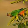 A wild Brown-throated Conure perches on a flowering stem