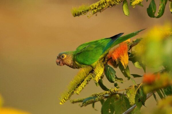 A wild Brown-throated Conure perches on a flowering stem