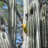 A wild Brown-throated Conure clings to a cactus with a cavity at the top