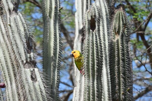 A wild Brown-throated Conure clings to a cactus with a cavity at the top
