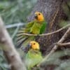 Wild Brown-throated Conures perch near a large tree