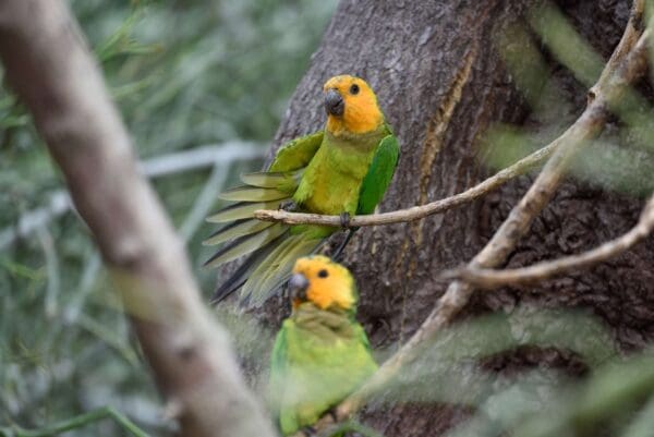 Wild Brown-throated Conures perch near a large tree