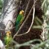 Wild Brown-throated Conures perch near a large tree