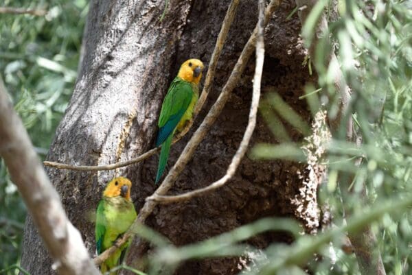 Wild Brown-throated Conures perch near a large tree