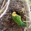 A wild Brown-throated Conure excavates a hole in an arboreal termitarium