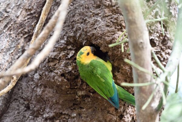 A wild Brown-throated Conure excavates a hole in an arboreal termitarium