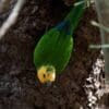A wild Brown-throated Conure perches near a cavity