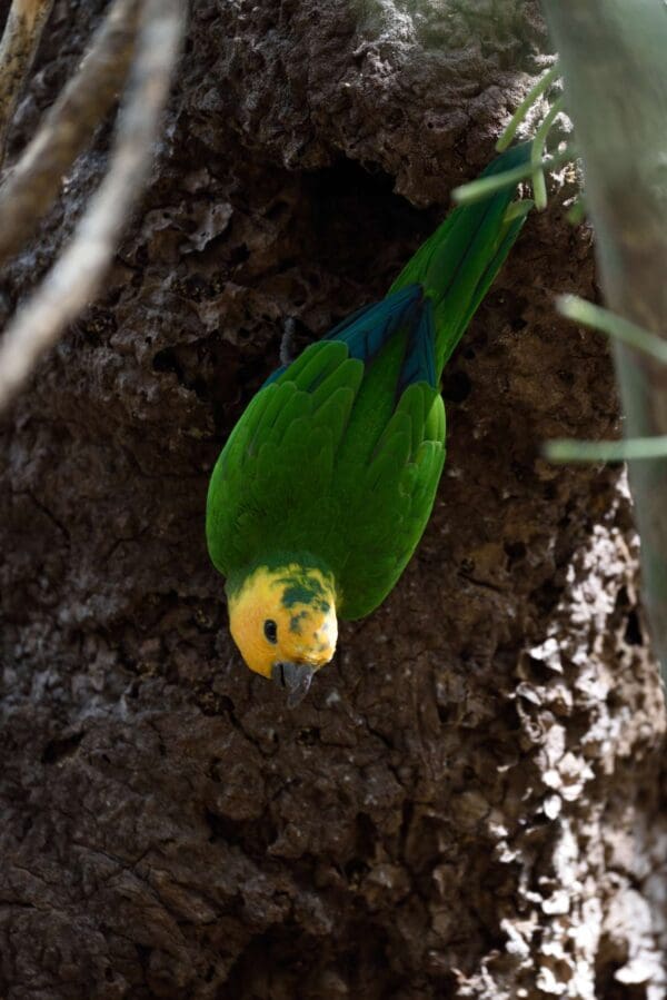 A wild Brown-throated Conure perches near a cavity