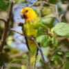 A wild Brown-throated Conure perches on a branch