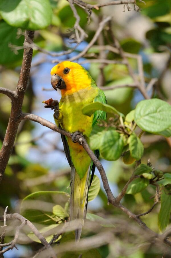 A wild Brown-throated Conure perches on a branch