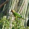 A wild Brown-throated Conure perches on a tree in front of a large cactus