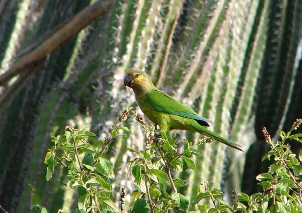 A wild Brown-throated Conure perches on a tree in front of a large cactus