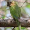 A wild Brown-throated Conure perches on a branch