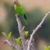 A wild Brown-throated Conure perches atop a branch