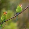 Wild Brown-throated Conures perch on a branch