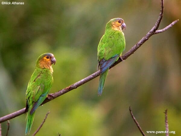 Wild Brown-throated Conures perch on a branch