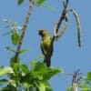 A wild Brown-throated Conure clings to a branch