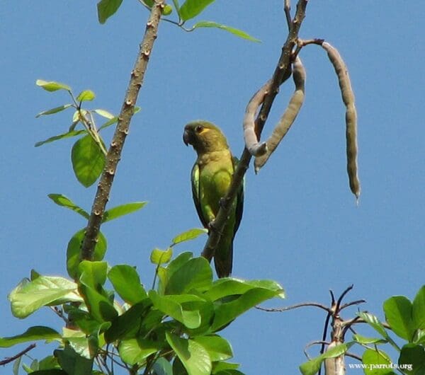 A wild Brown-throated Conure clings to a branch
