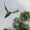 A wild Brown-throated Conure flies through the air