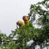 Wild Brown-throated Conures perch atop a tree