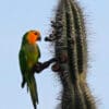 A wild Brown-throated Conure perches on a cactus