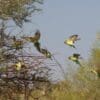 © Brent Barrett Wild Budgerigars take flight