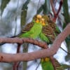 © Ian Montgomery | http://birdway.com.au A group of wild Budgerigars perches in a tree
