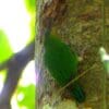 A wild male Buff-faced Pygmy Parrot clings to a tree trunk