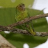 A wild male Buff-faced Pygmy Parrot perches in a tree