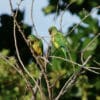 Wild Cactus Conures perch in a tree