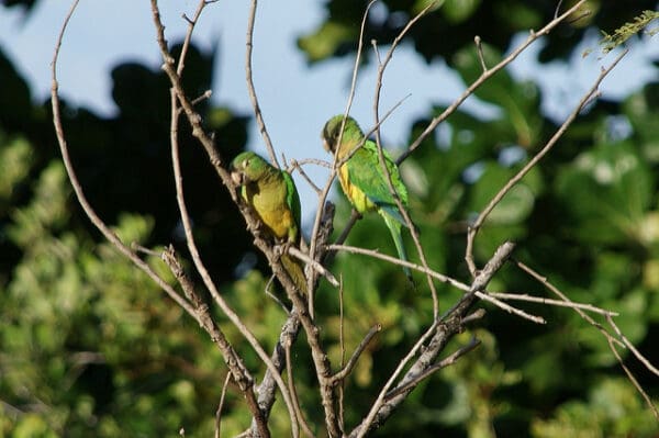 Wild Cactus Conures perch in a tree