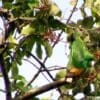 A wild Caica Parrot forages in a leafy tree