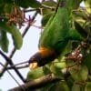 A wild Caica Parrot forages in a tree