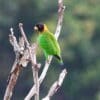 A wild Caica Parrot perches on a branch