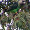 A wild Cape Parrot feeds on berries