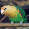 A female companion Cape Parrot perches