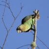 A wild male Cape Parrot perches on a branch