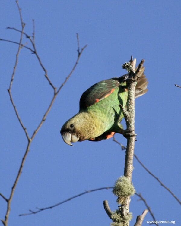 A wild male Cape Parrot perches on a branch