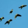 Wild Cape Parrots fly over the forest