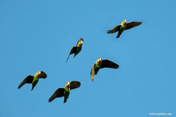 Wild Cape Parrots fly over the forest