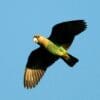 A wild male Cape Parrot soars through the air
