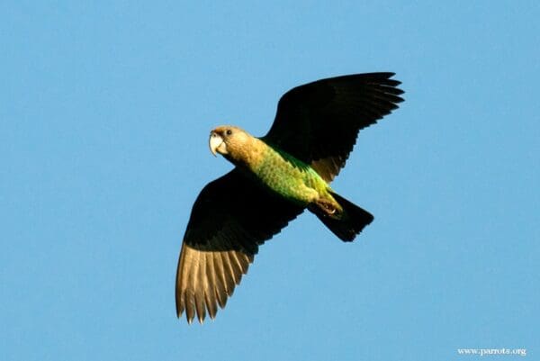 A wild male Cape Parrot soars through the air