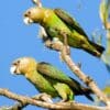 Wild Cape Parrots perch on a limb