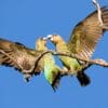 Wild Cape Parrots interact